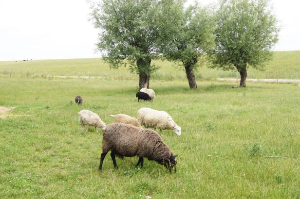 Zu Besuch bei Schwedens Bio-Pionier