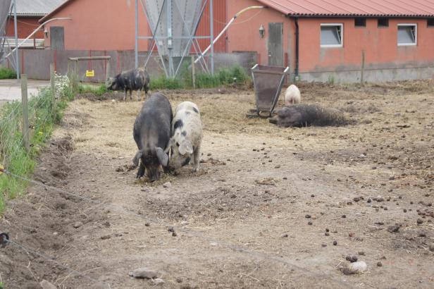 Zu Besuch bei Schwedens Bio-Pionier