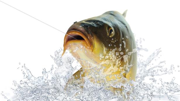 Ein Karpfen wird an einer Angelschnur aus dem Wasser gezogen.