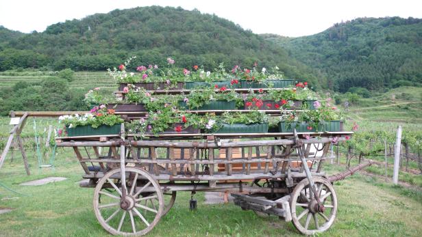 Ein alter Holzwagen ist mit bunten Blumenkästen bepflanzt.