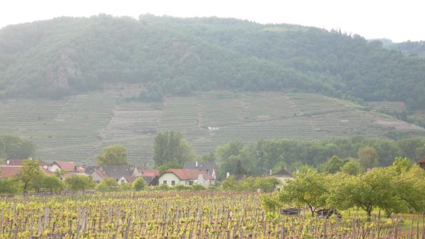 Ein Weinberg mit Blick auf ein Dorf und einen bewaldeten Hügel.