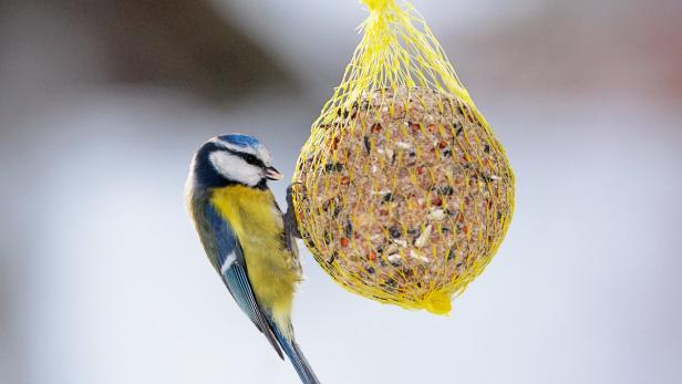 Beim Vogelfutter kommt es auf die Mischung an