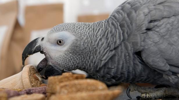 Beim Vogelfutter kommt es auf die Mischung an