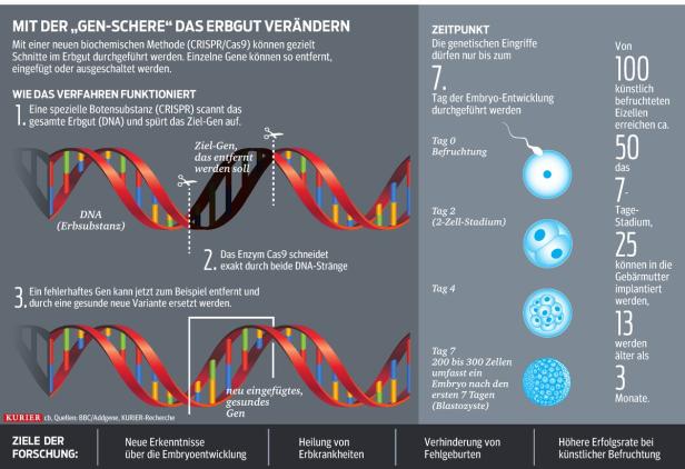 England erlaubt Gen-Forschung an Embryos