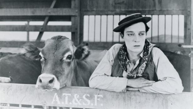 Buster Keaton steht mit einer Kuh in einem Gehege.