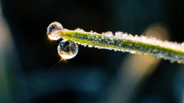 Der erste Frost Frühling im Winter: Bis zu zwölf Grad am Wochenende