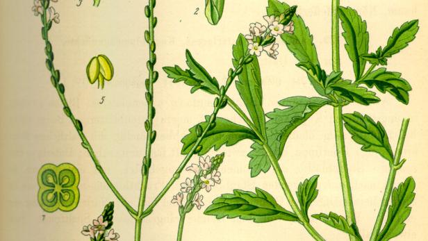 Eine botanische Illustration von verschiedenen Teilen einer Verbene-Pflanze.