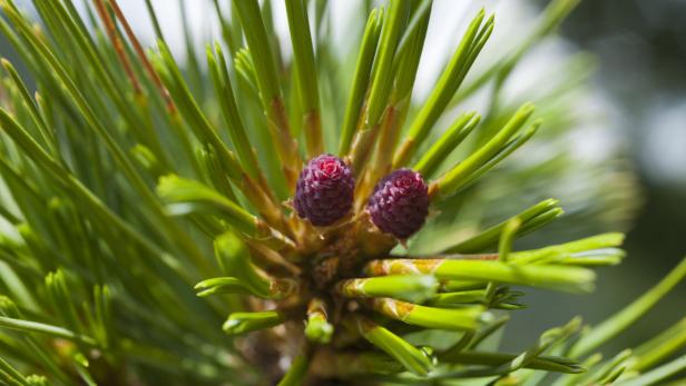 Nahaufnahme von zwei kleinen, roten Zapfen auf einem Nadelbaum.