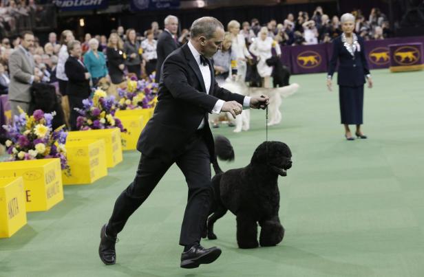 Diese Hunde wollten die Schönsten in NY werden