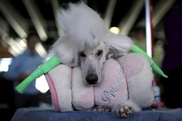 Diese Hunde wollten die Schönsten in NY werden