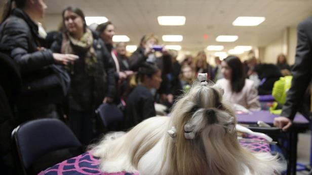 Diese Hunde wollten die Schönsten in NY werden