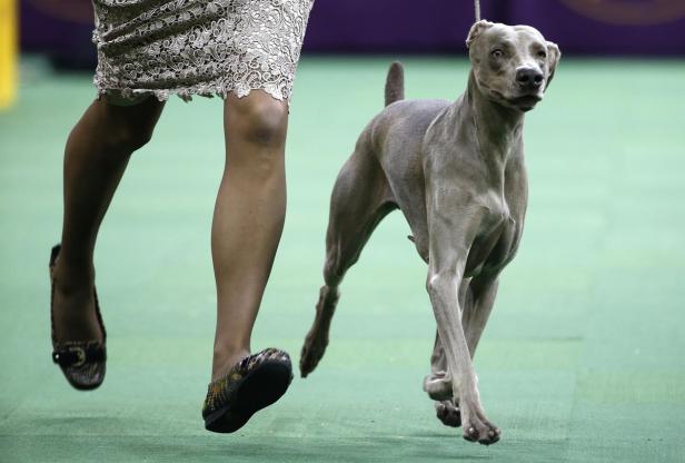 Diese Hunde wollten die Schönsten in NY werden