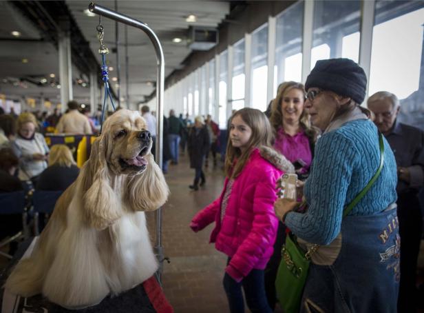 Diese Hunde wollten die Schönsten in NY werden