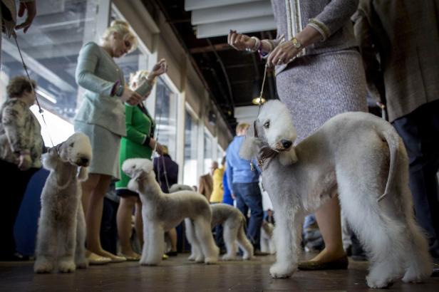 Diese Hunde wollten die Schönsten in NY werden