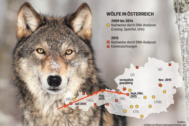 Truppenübungsplatz könnte Revier für Wölfe werden