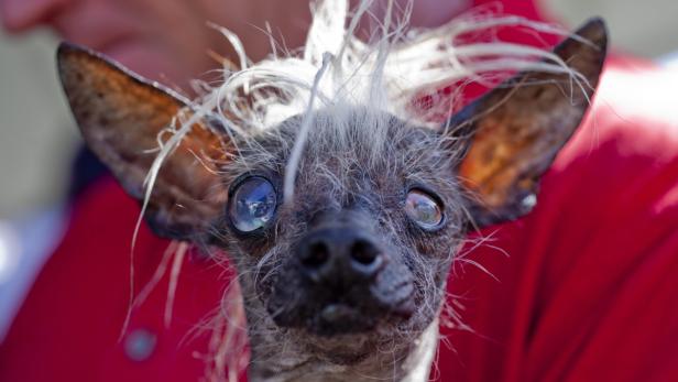 Nahaufnahme eines nackten chinesischen Schopfhundes mit großen Augen und weißem Haarbüschel.