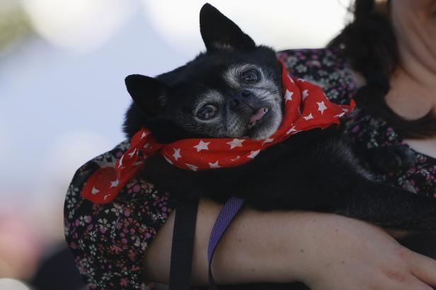 Ein kleiner, schwarzer Hund mit rotem Halstuch liegt auf dem Arm einer Person.