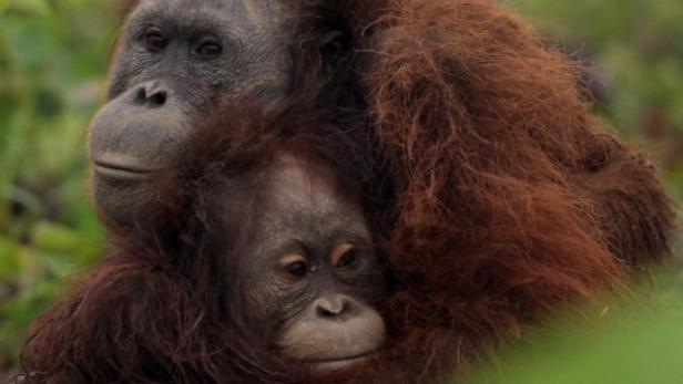 Orang-Utan-Waisen in Wildnis entlassen