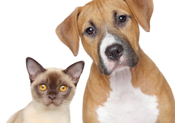 Ein Hund und eine Katze posieren zusammen vor einem weißen Hintergrund.