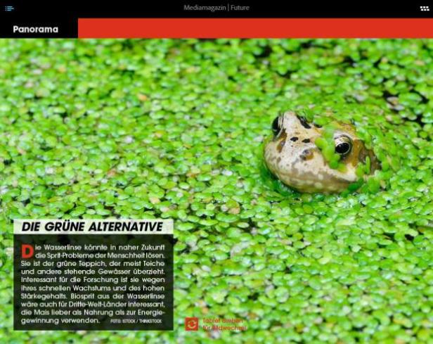 Ein Frosch sitzt inmitten von grünen Wasserlinsen.