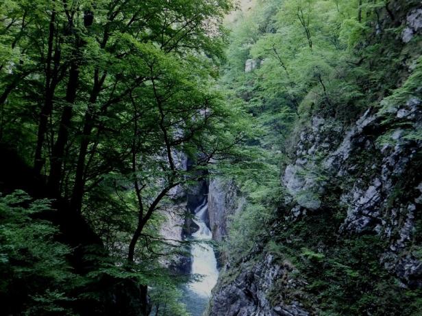 Ein Wasserfall stürzt durch eine bewaldete Schlucht.