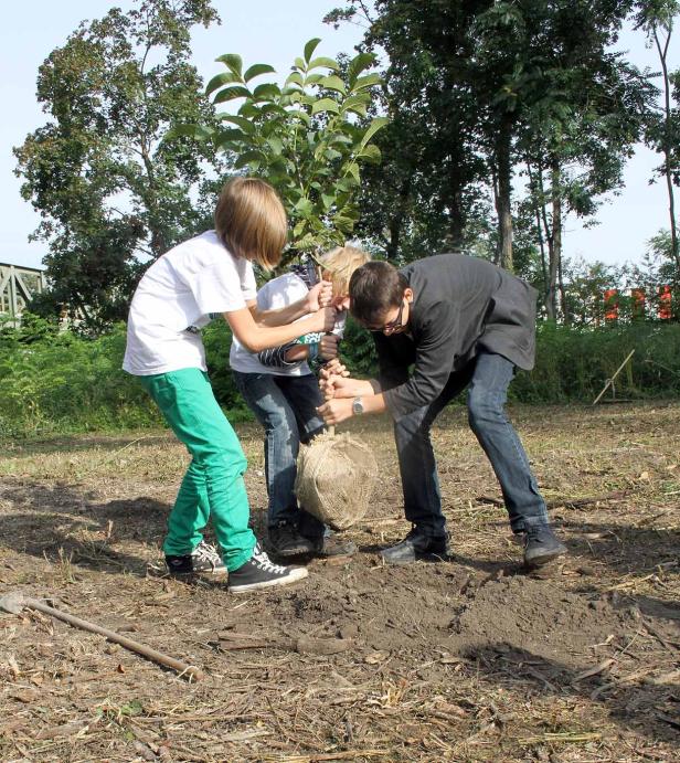 Drei Kinder pflanzen gemeinsam einen kleinen Baum ein.