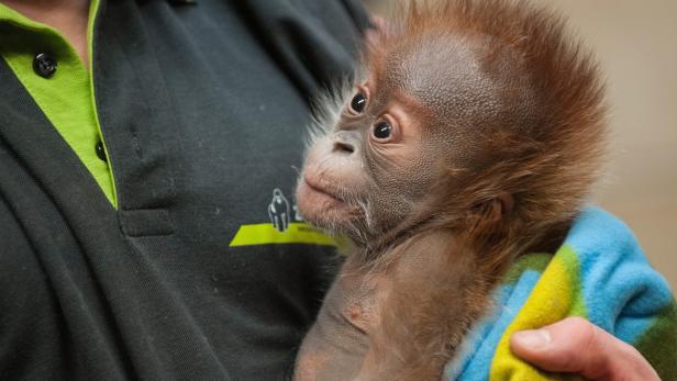 Ein Orang-Utan-Baby als Medienstar