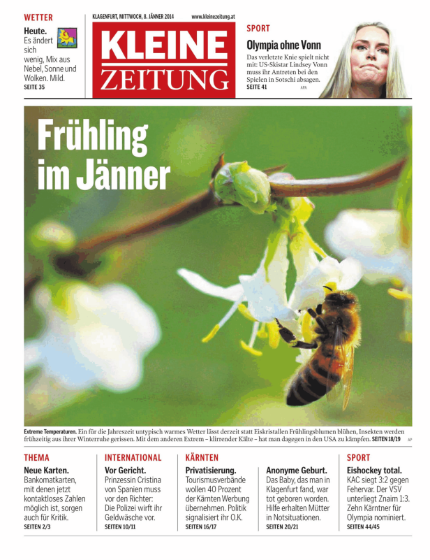 Eine Biene sammelt Nektar von einer weißen Blüte.