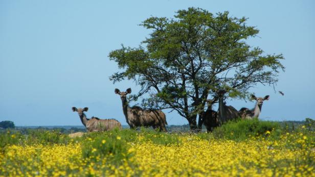 Spurensuche in Südafrika