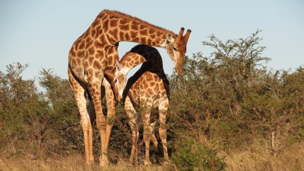 Spurensuche in Südafrika