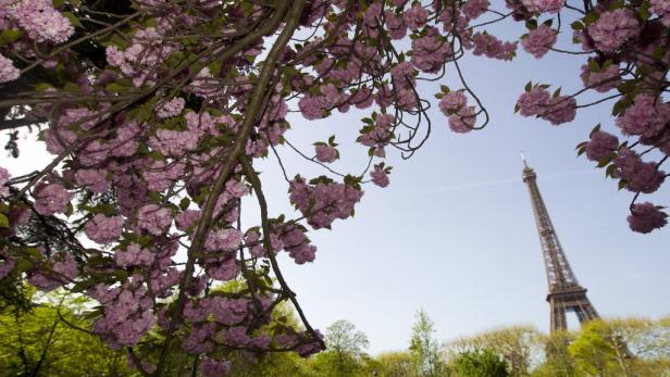 Der Eiffelturm, gesehen durch blühende rosa Kirschblüten.