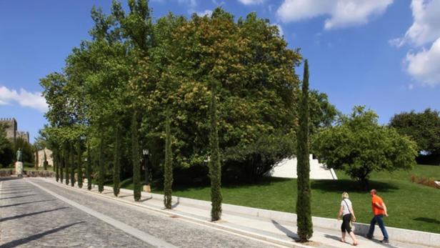 Ein Paar spaziert eine von Bäumen gesäumte Straße entlang.