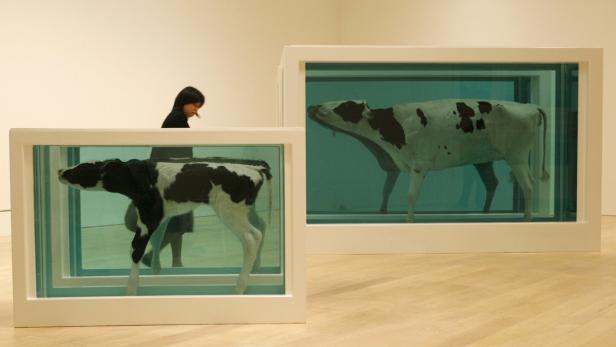 Zwei in Formaldehyd konservierte Kälber in Glasvitrinen in einer Kunstausstellung.
