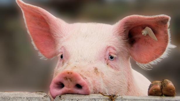 „Schweinischer“ Musterbetrieb bringt Forschungsplus