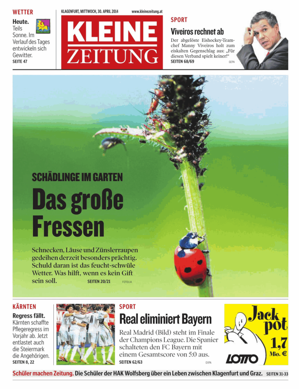 Ein Marienkäfer sitzt auf einem Stängel, der von Blattläusen befallen ist.