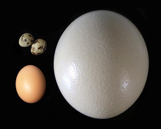 Japanische Eier, die nach Zitrone riechen und schmecken