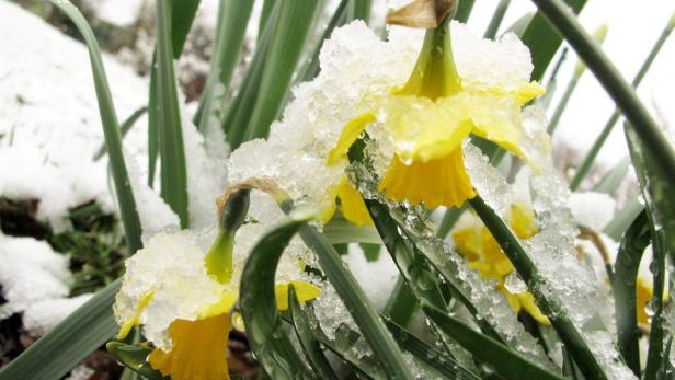 Gelbe Narzissen sind mit Schnee bedeckt.