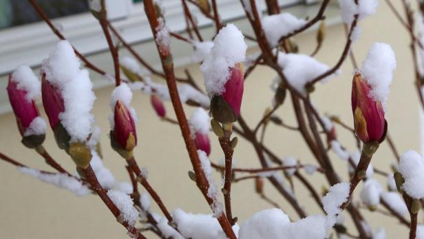Schnee bedeckt die roten Blütenknospen eines Magnolienbaums.
