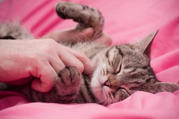 Eine getigerte Katze schläft auf einer pinkfarbenen Decke, während eine Hand sie streichelt.