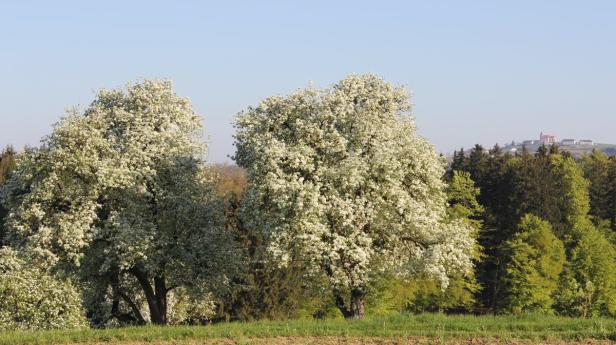 Mostviertel feiert Naturschauspiel der Baumblüte