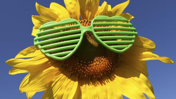 Eine Sonnenblume trägt eine grüne Jalousie-Sonnenbrille.