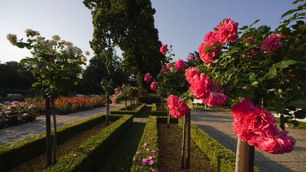 Ein formaler Rosengarten mit roten und weißen Rosenbüschen.
