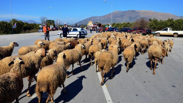 Eine Schafherde blockiert eine Straße, während Polizisten die Situation beobachten.
