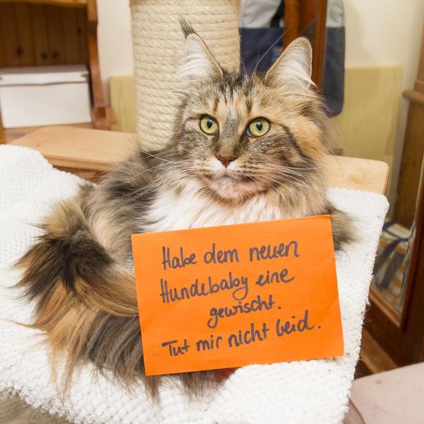 Katzenbuch: Klartext zur Unschuldsmiene