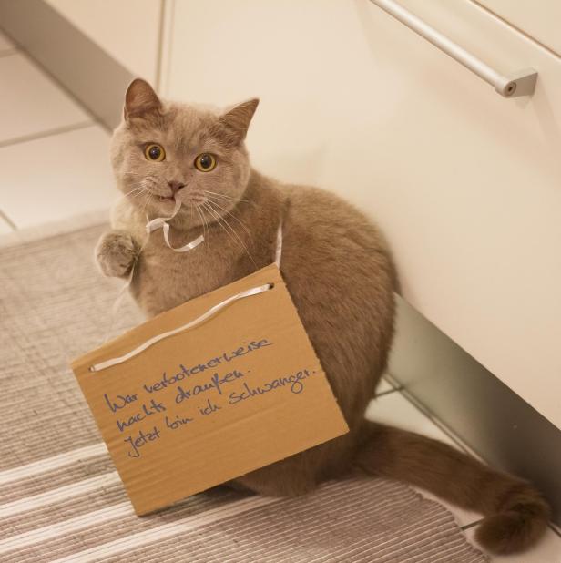 Katzenbuch: Klartext zur Unschuldsmiene