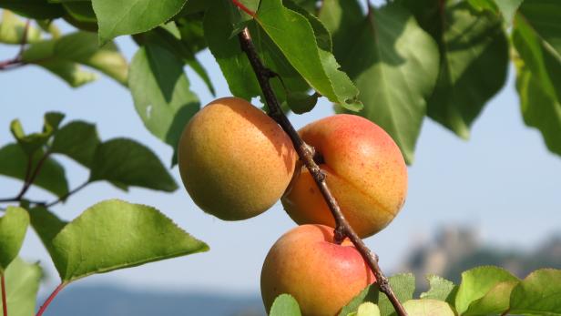 Johann Lafer kocht mit den Jahreszeiten: Marillen