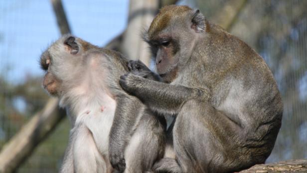 Ein Affe pflegt das Fell eines anderen Affen.