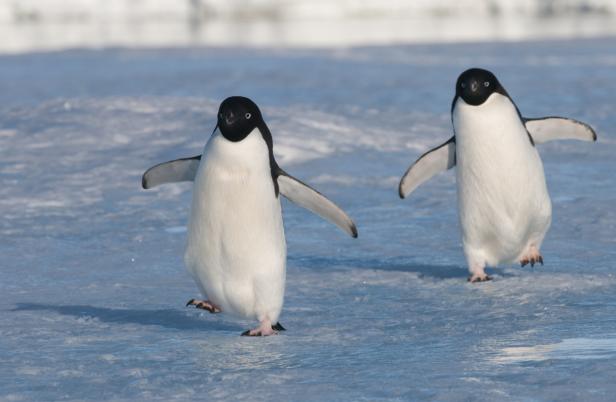 Eiskalte Typen: Antarktische Tiefseewesen