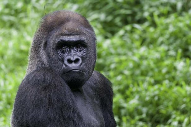 Ein Gorilla blickt mit ernstem Gesichtsausdruck in die Kamera.