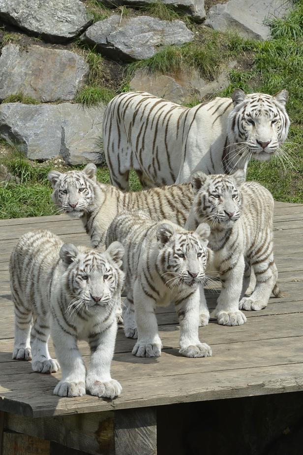 Eine weiße Tigerin mit ihren drei Jungen auf einer Holzplattform.